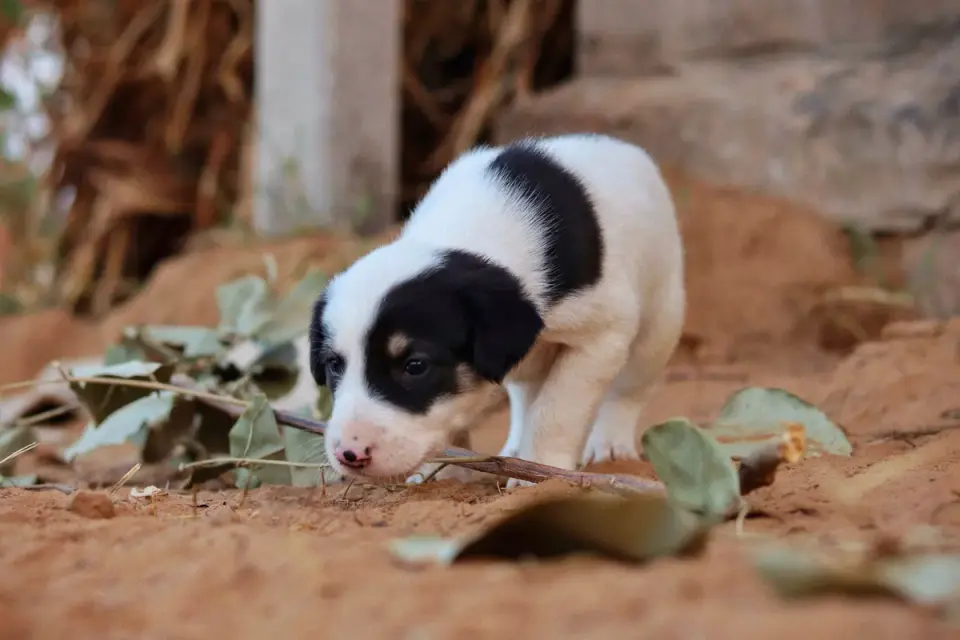 A puppy investigating nail clippers resting on the floor