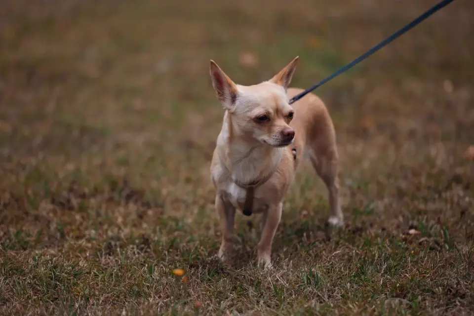 A puppy on a leash walking toward an open door