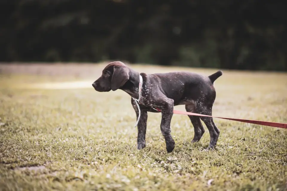 A puppy on a short leash being led toward a grass patch in a backyard