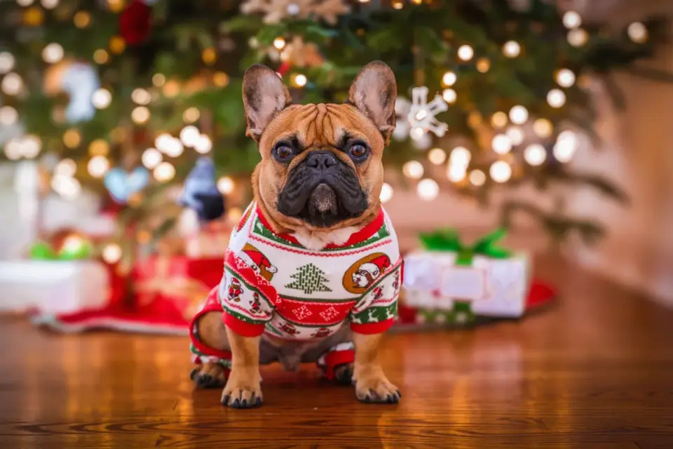 A puppy sniffing near the lower branches of a decorated Christmas tree