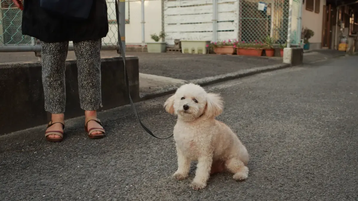 A puppy walking on a leash beside its owner on a quiet residential sidewalk