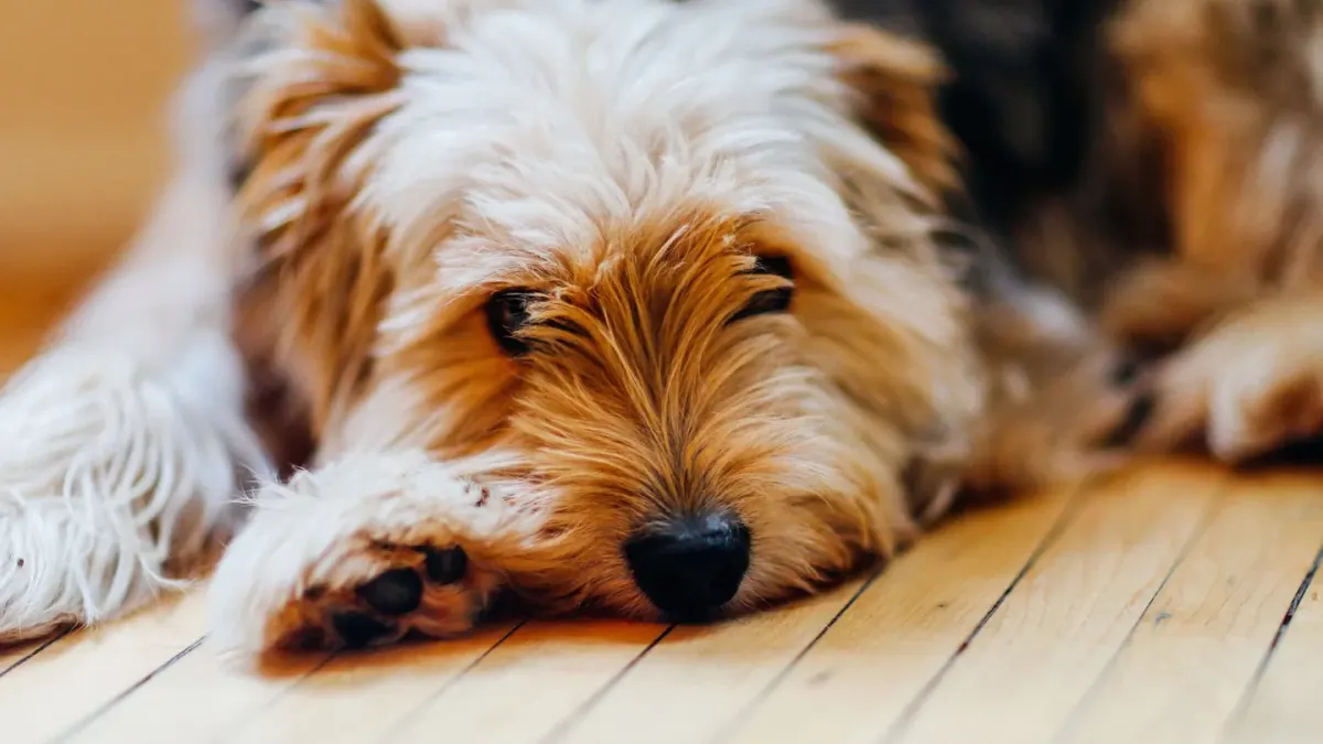 A senior dog lying quietly on a living room floor, head low and eyes half-closed