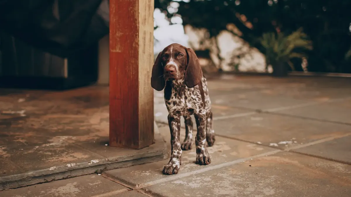 A senior dog standing cautiously on a hardwood floor
