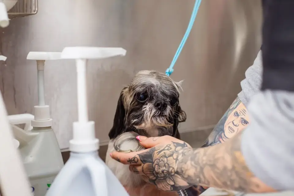 A senior small breed dog being gently brushed during a grooming session