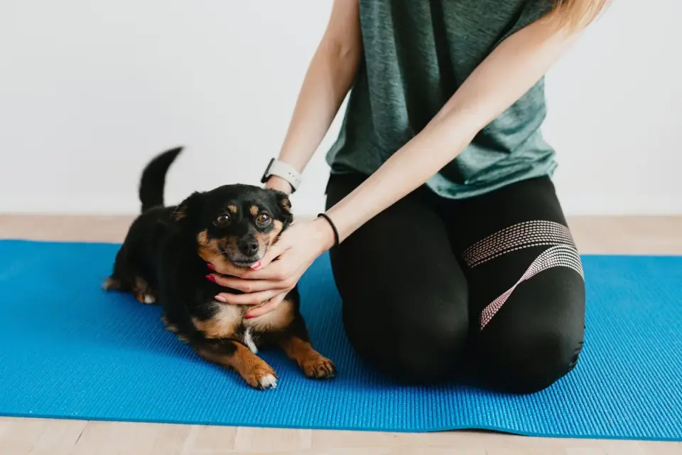 A small dog lying down on a mat while an owner offers a treat at floor level