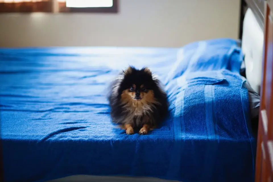 A small senior dog using a short pet ramp to reach a bed
