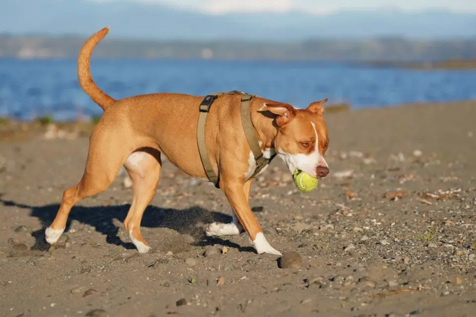 A small terrier swimming toward a thrown ball in a lake