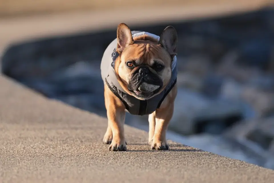 A stocky, flat-faced dog wearing a snug life jacket while standing in shallow water
