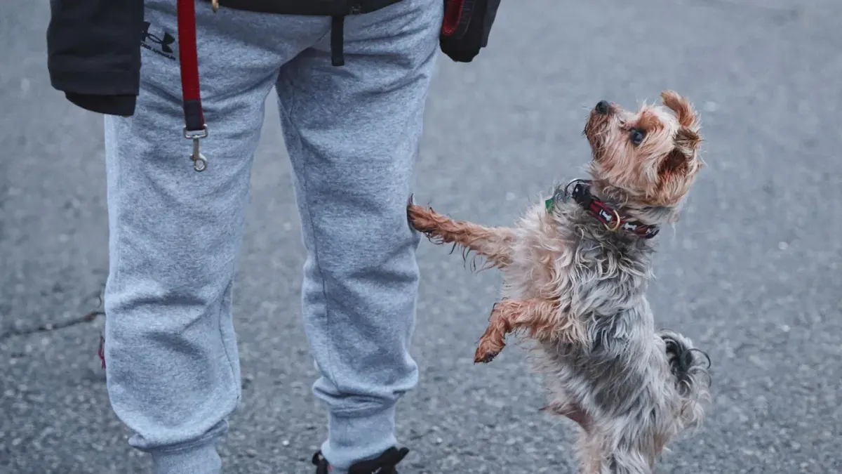 A trainer working with several owners and puppies in an outdoor group class