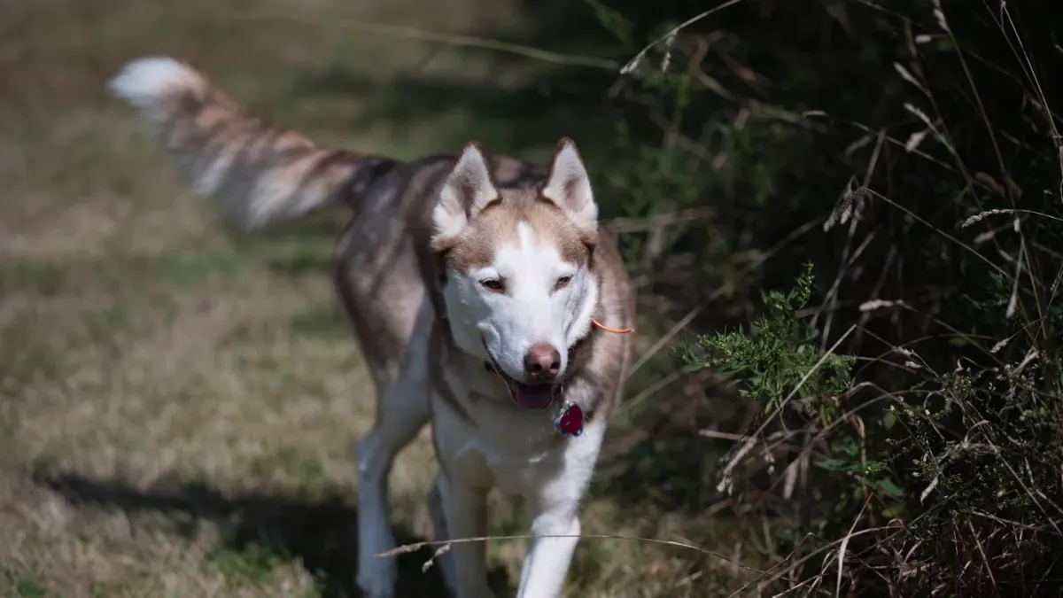 A tripod dog walking confidently across a grassy yard