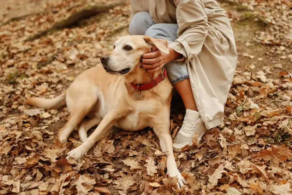 A veterinarian gently palpating a dog&#x27;s hip during a wellness exam