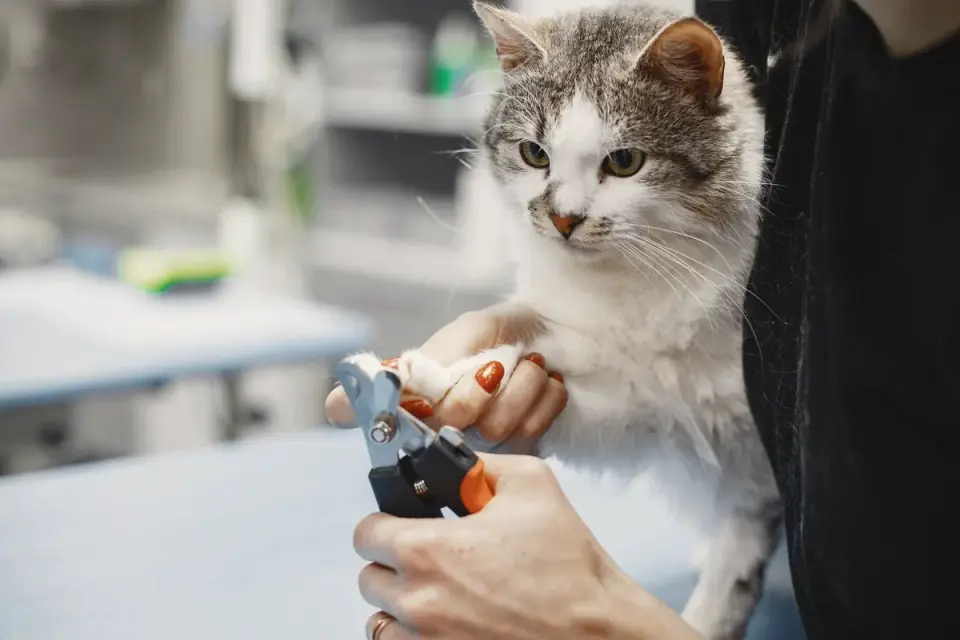 A veterinarian trimming a dog&#x27;s nail during a calm, seated exam