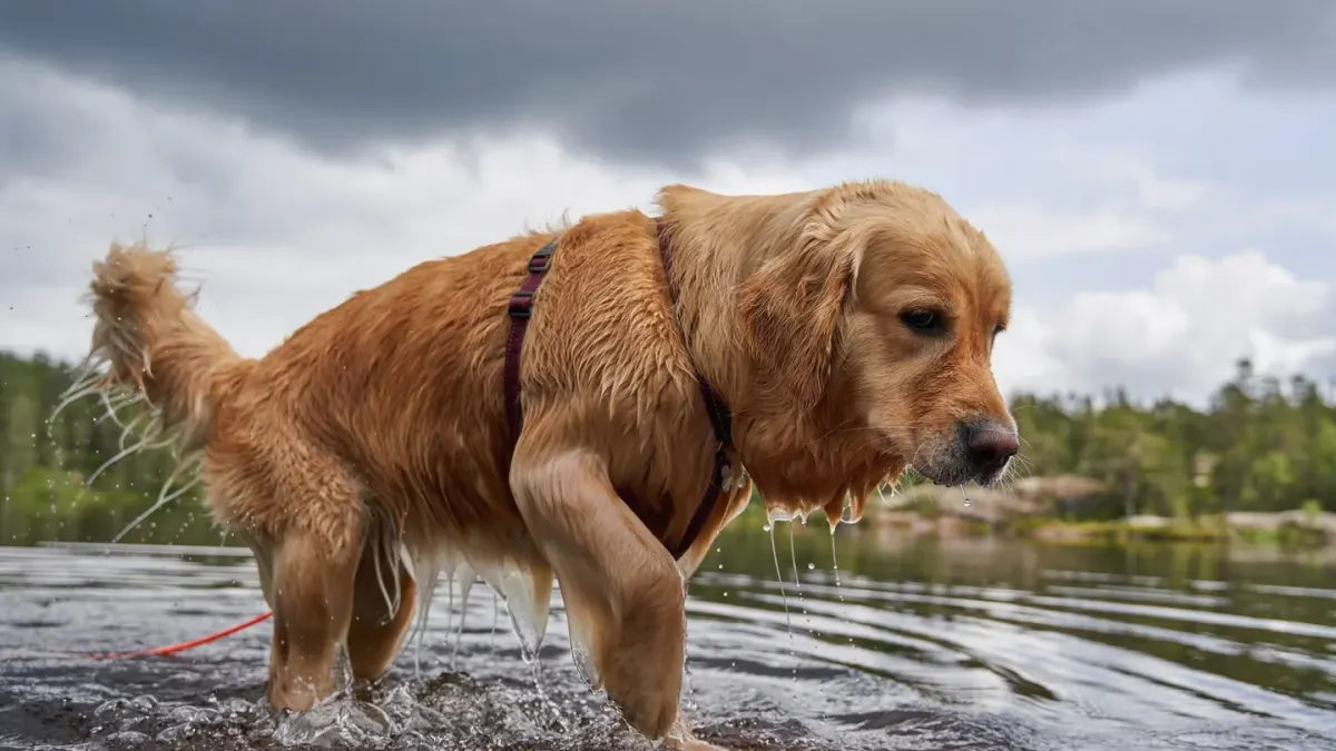 A wet golden retriever lying down on a dock after a swim