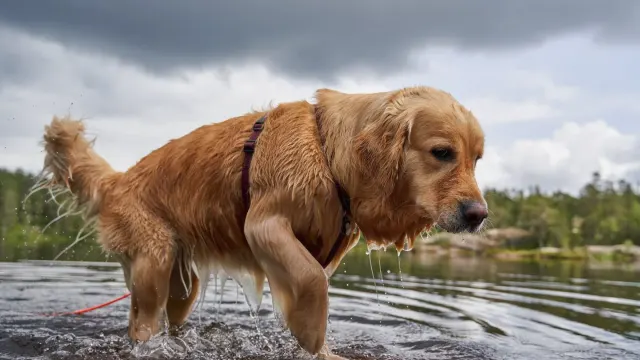 A wet golden retriever lying down on a dock after a swim