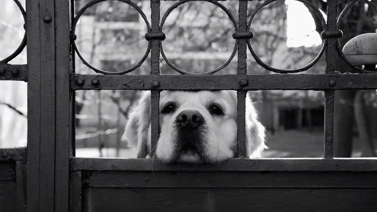 A young golden retriever puppy exploring the edge of a fenced backyard