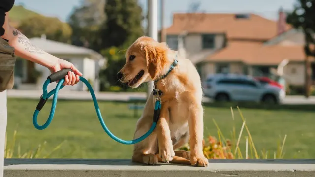 A young puppy on a leash sniffing toward a kneeling stranger on a sidewalk