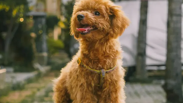 A young puppy sitting near a screen door looking outside