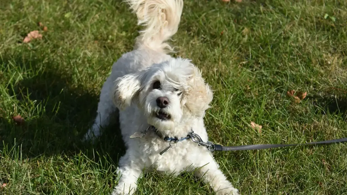 A young puppy sitting on grass outdoors next to a leash