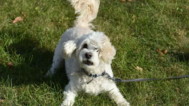 A young puppy sitting on grass outdoors next to a leash