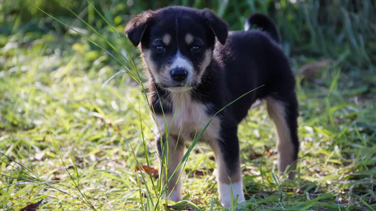 A young puppy standing at an open door looking out toward the yard