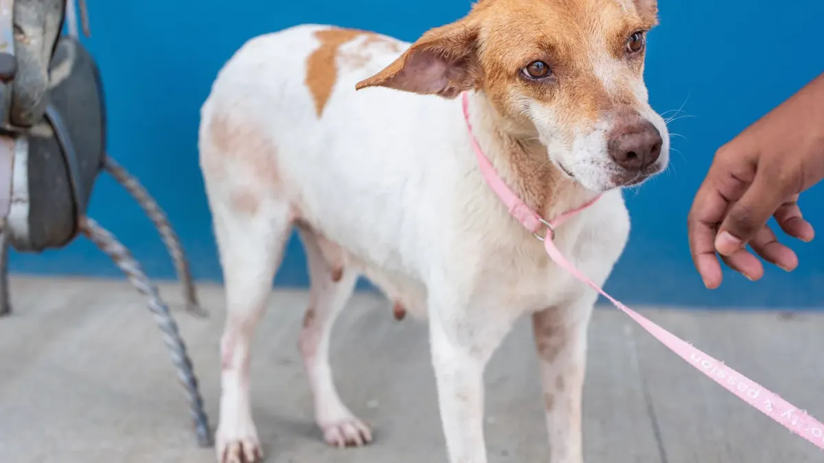 An adult rescue dog standing near an open door on a leash, looking outside