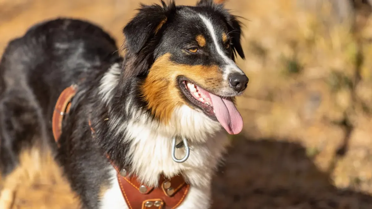 An Australian Shepherd running stride for stride next to its owner on a dirt trail