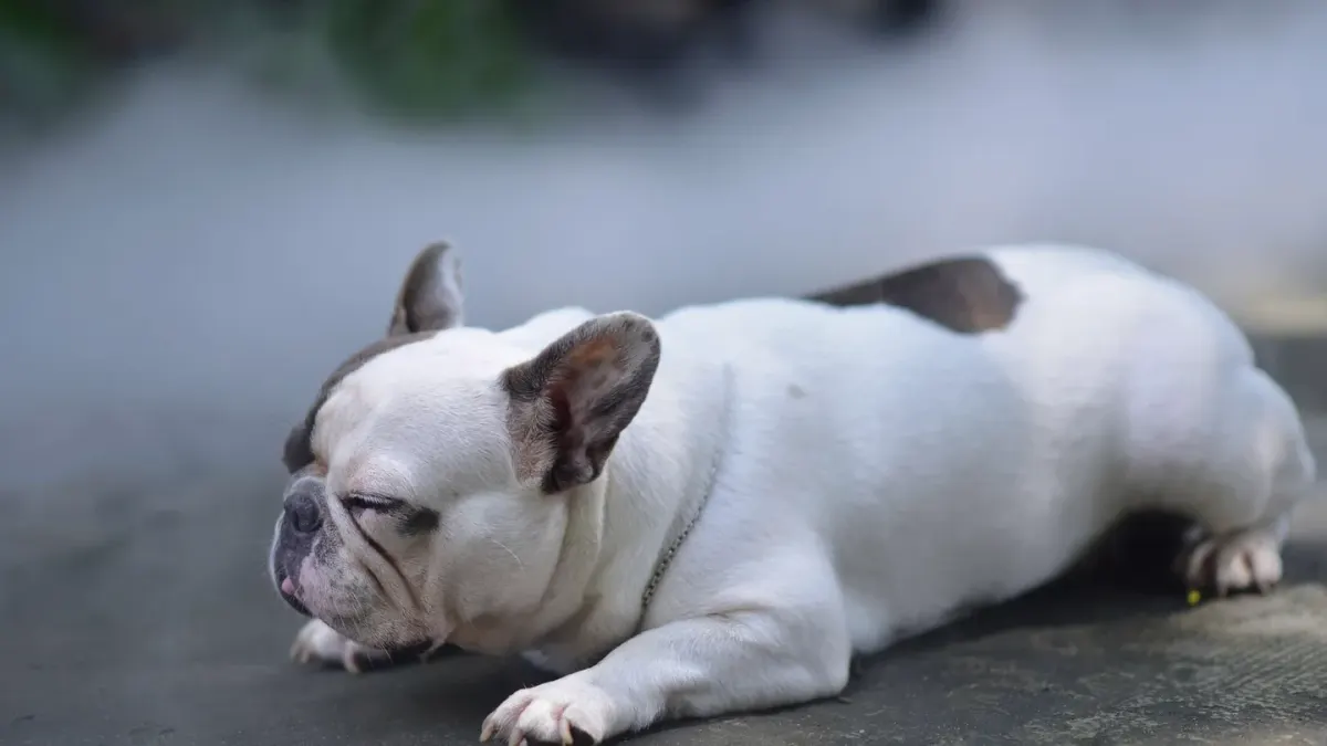 An English Bulldog lying on a cool tile floor near a fan