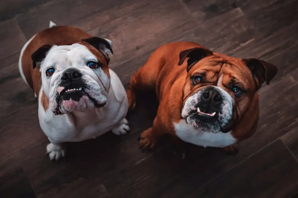 An English Bulldog lying on a cool tile floor near a fan