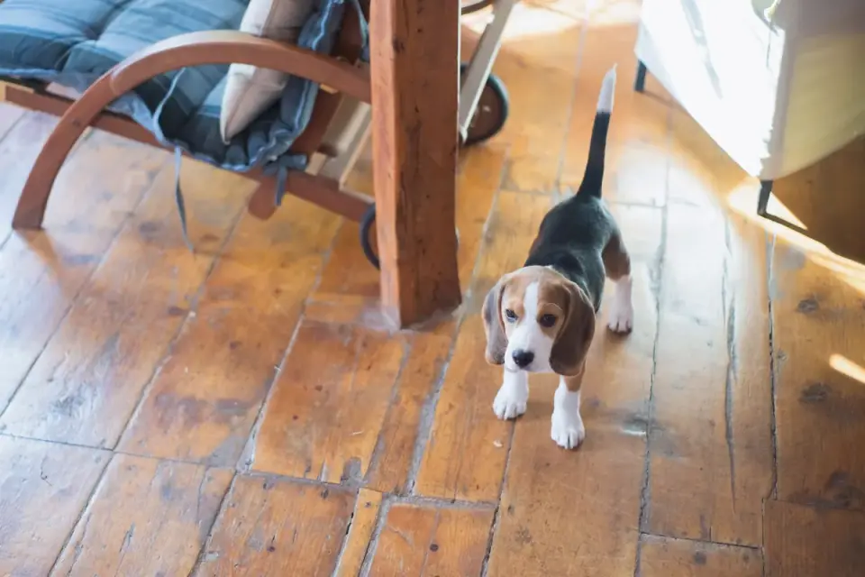 An owner gently handling a puppy&#x27;s paw during a training exercise on a living room floor
