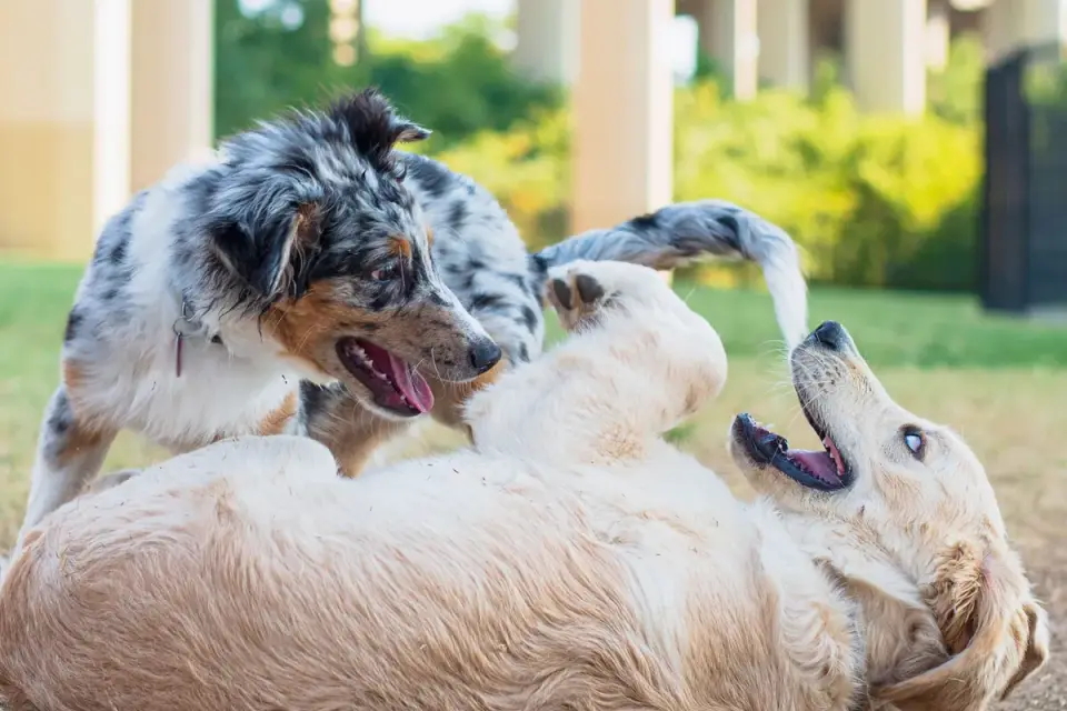 An owner holding a leash while keeping two dogs apart along a dog park fence