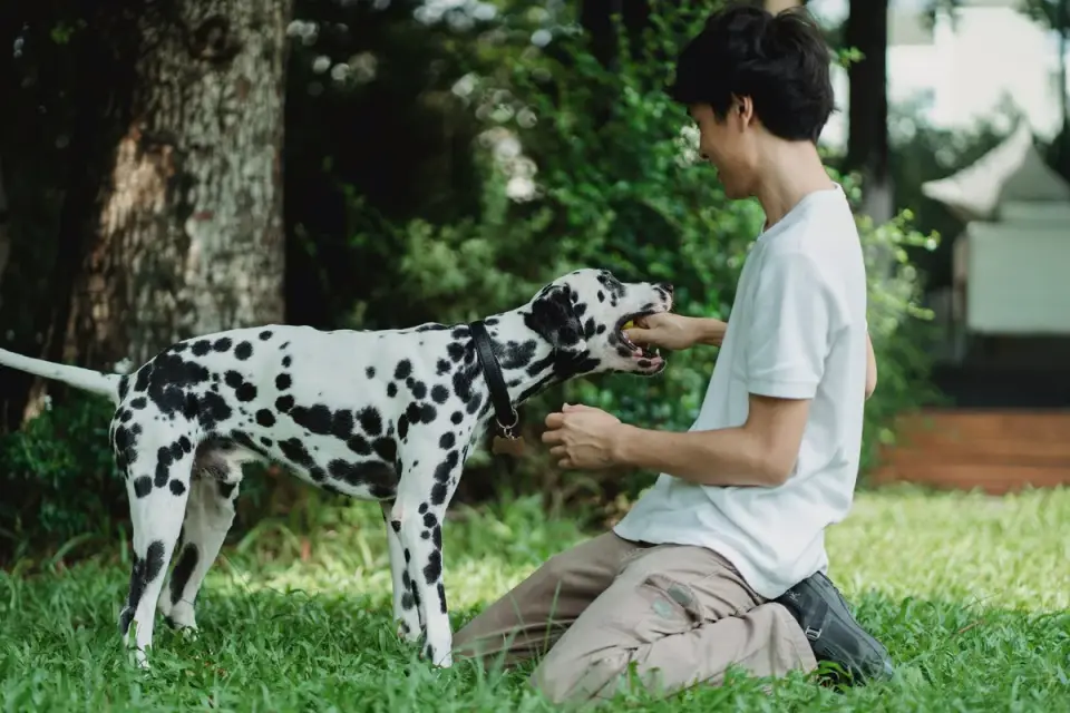 An owner kneeling on grass, guiding a dog through a roll-over cue with a treat