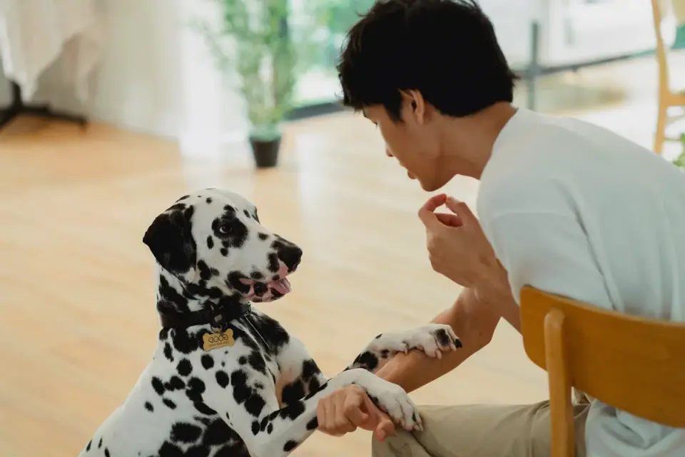 An owner practicing a short stay cue with a puppy indoors