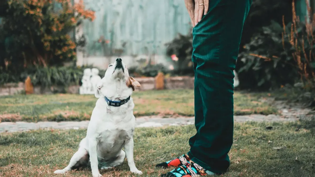 Attentive dog with an owner