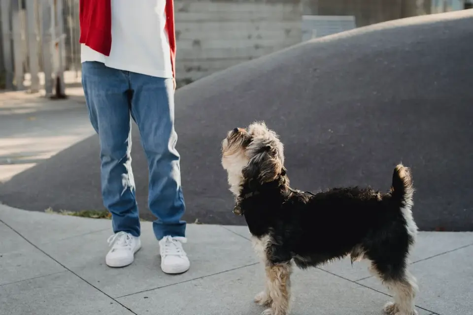 Attentive dog with an owner