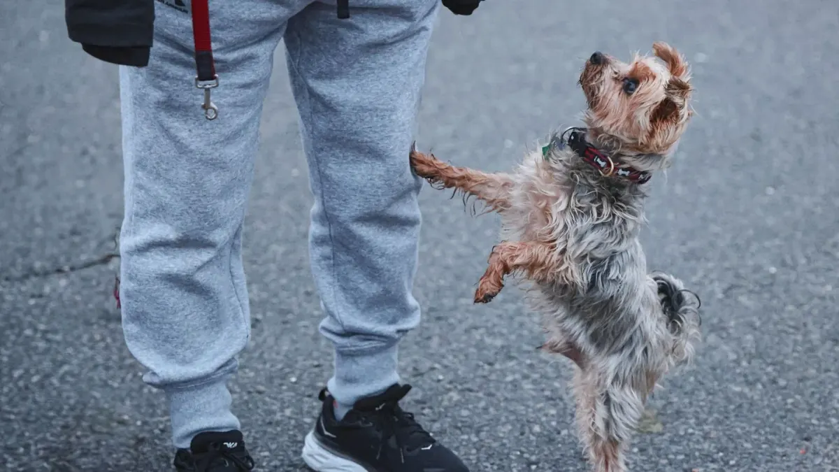 Attentive dog with an owner