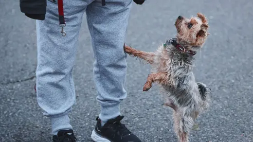 Attentive dog with an owner