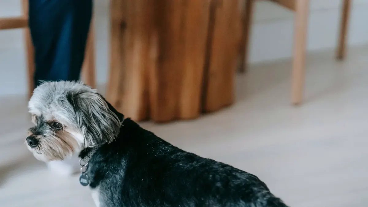 Attentive dog with an owner