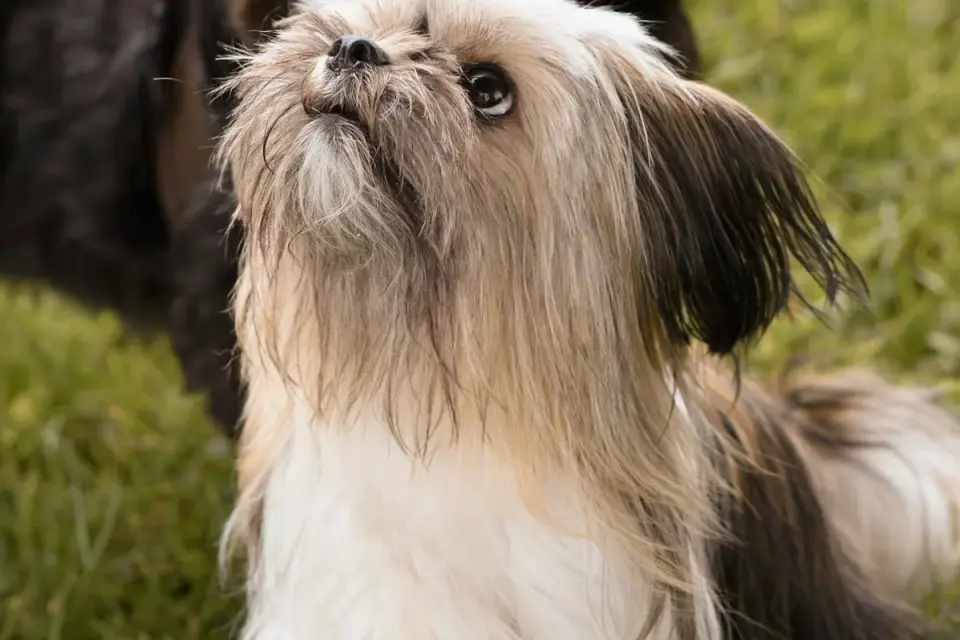 Attentive dog with an owner