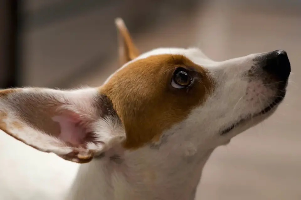 Attentive dog with an owner