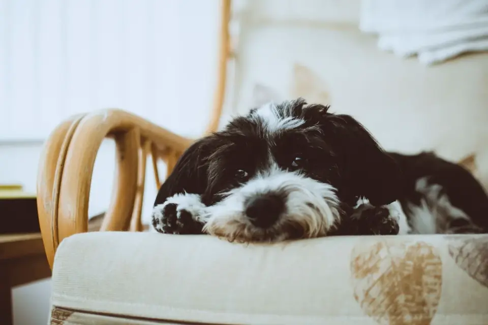 Close-up of a dog bed cushion with a visibly flattened, worn center