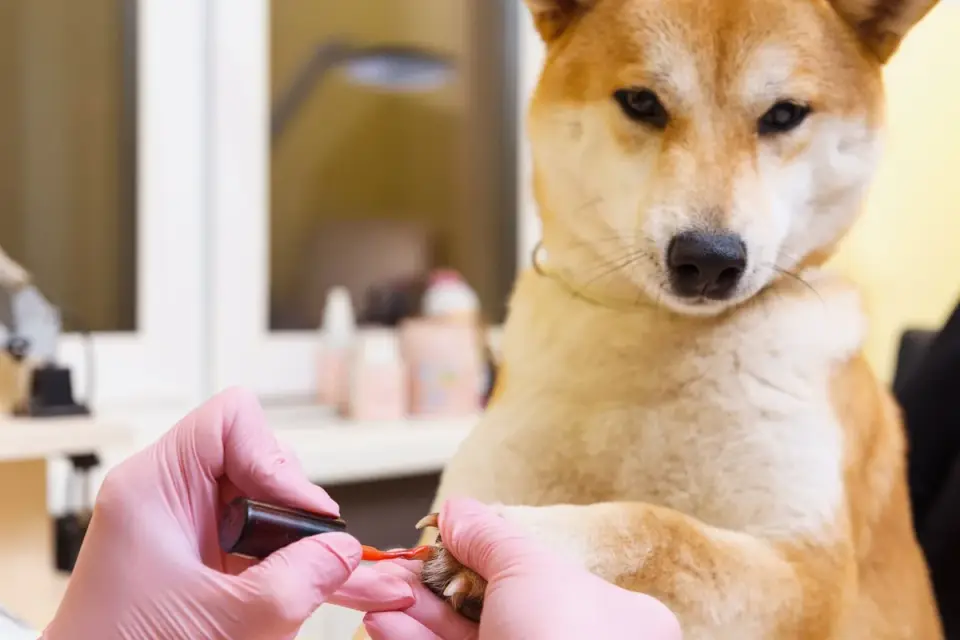 Close-up of a dog&#x27;s paw during a nail trim