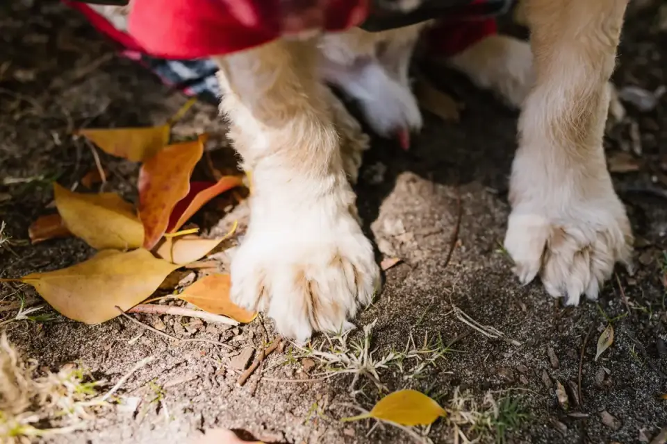 Close-up of a dog&#x27;s paw next to a nail trimmer on a towel