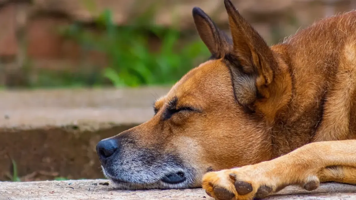 Close-up of a dog's paw stepping onto a sunlit concrete sidewalk