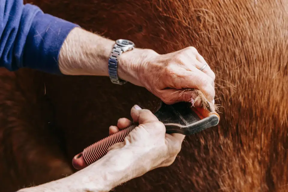 Close-up of a slicker brush working through a small section of curly dog fur