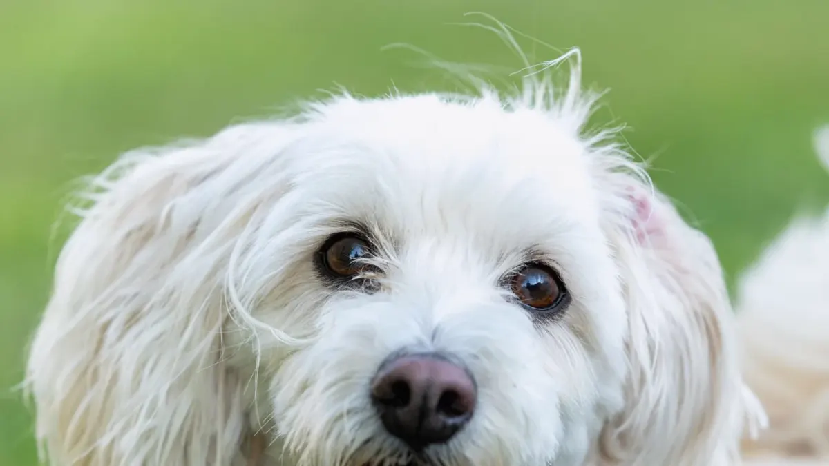 Close-up of a white dog's face showing the fur beneath the eyes