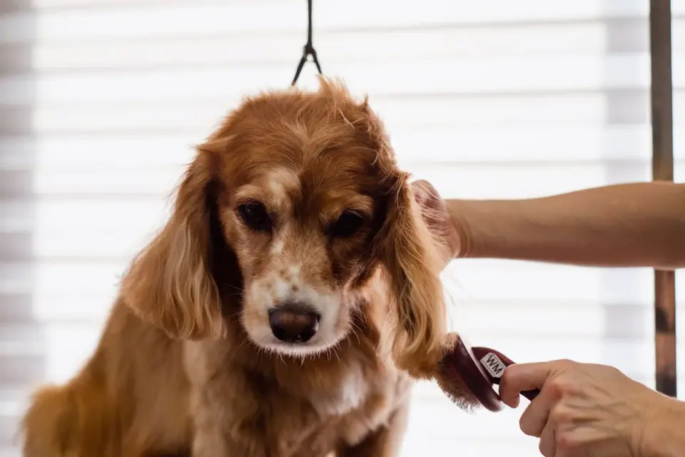 Close-up of an undercoat rake being drawn through a dog&#x27;s dense undercoat