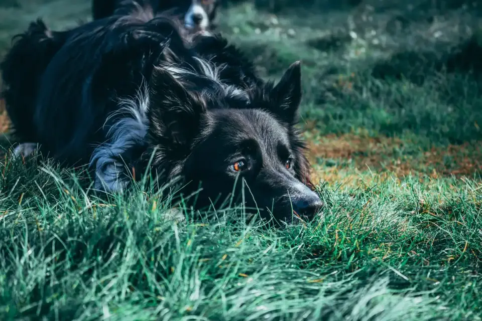 Dog and owner together