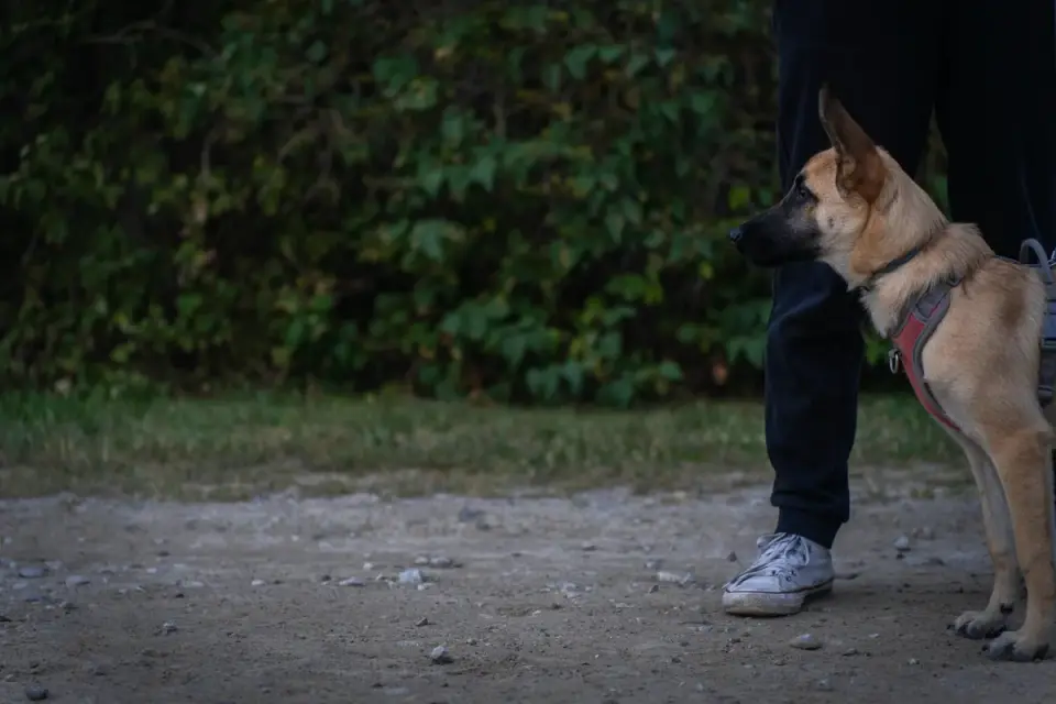Dog and owner together