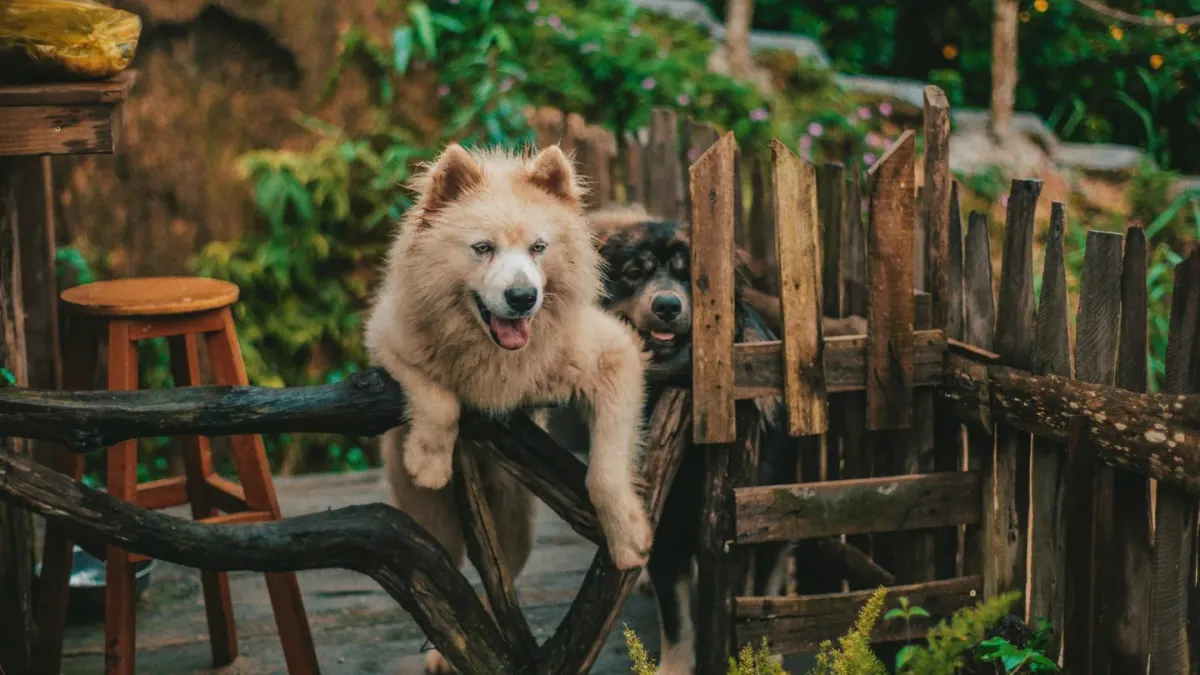 Dog at a fence