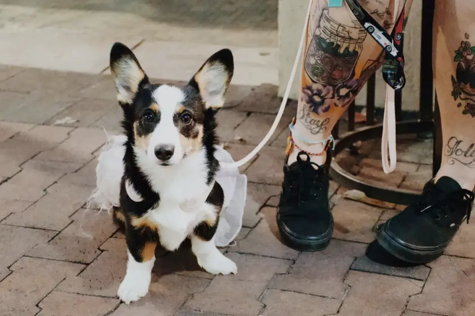 Dog at an outdoor cafe